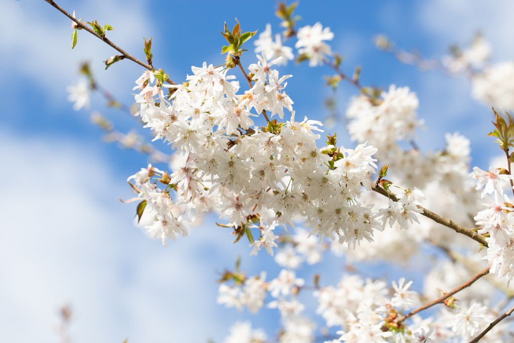 Prunus Starlight