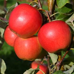 New apple variety naming competition