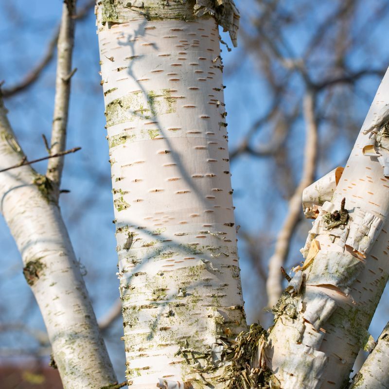 Betula utilis var. jacquemontii 'Trinity College'