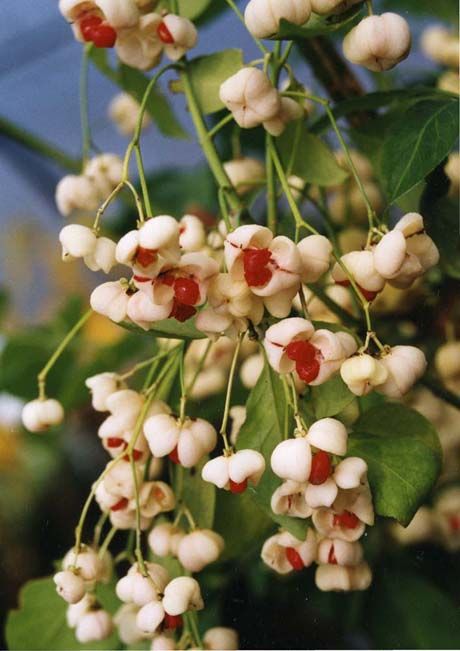 Euonymus hamiltonianus 'Koi Boy' 1