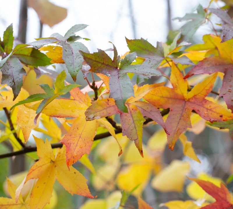 Liquidambar styraciflua 'Palo Alto'