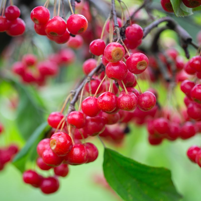 Malus 'Sun Rival'