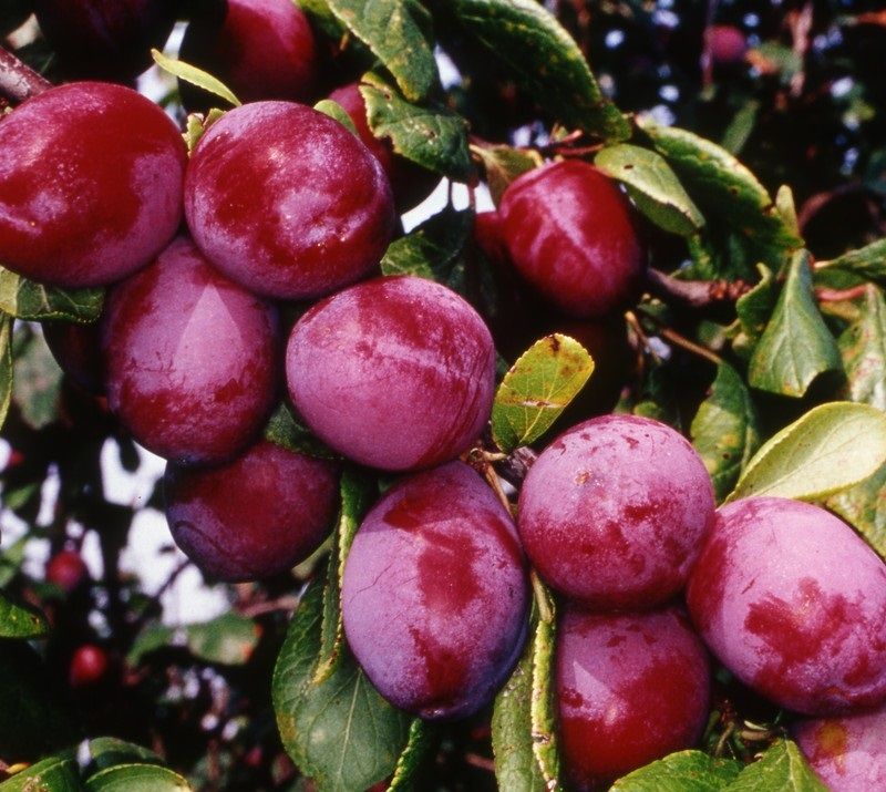 Blaisdon Red 1