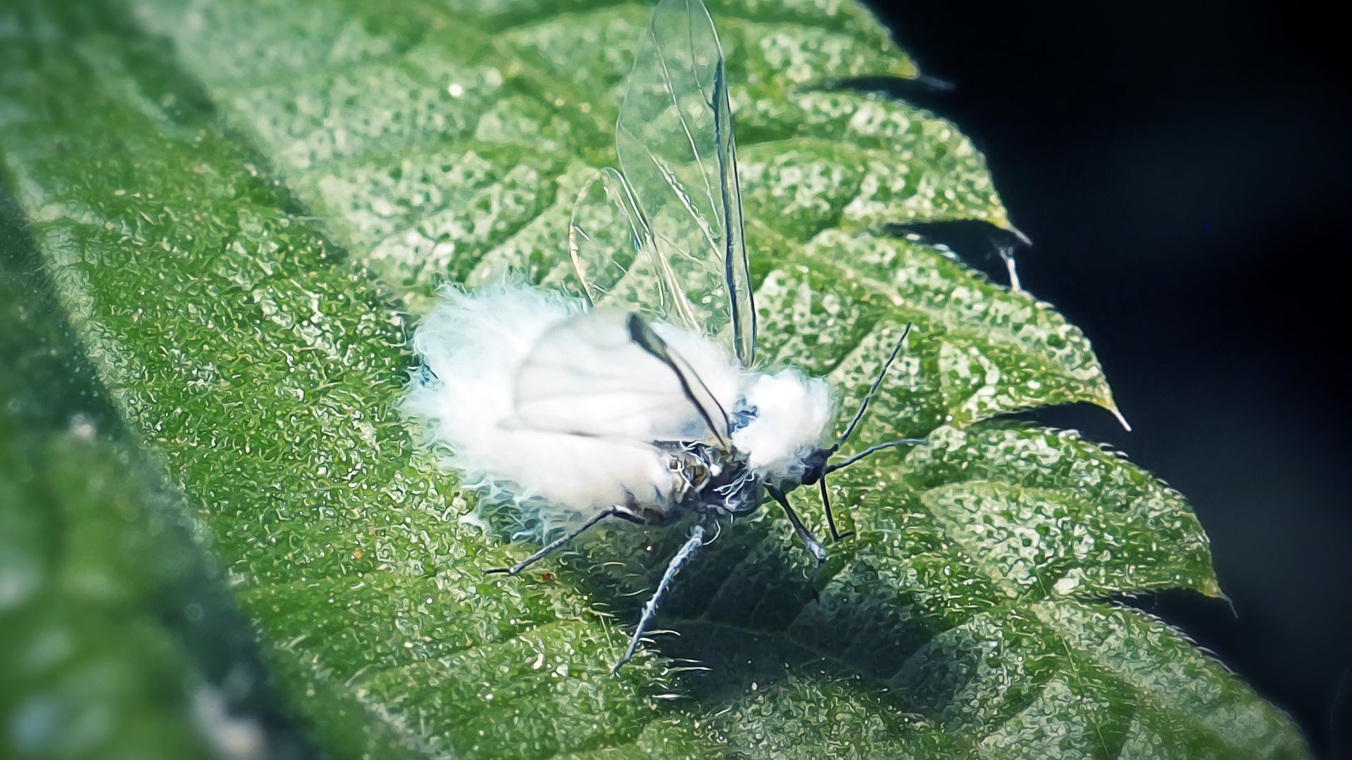 wooly aphid