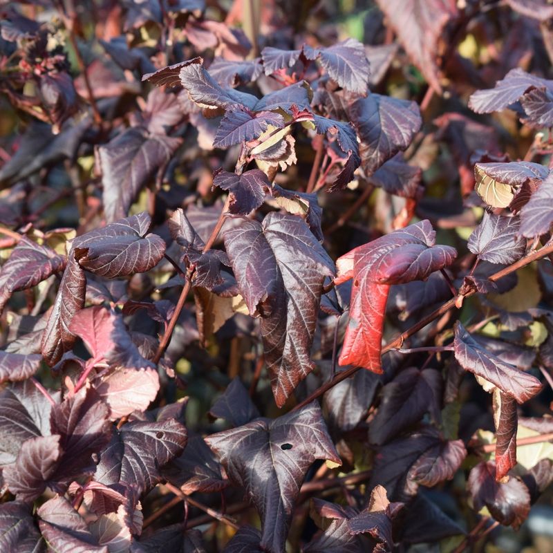 Physocarpus opulifolius 'Lady in Red' ('Tuilad') PBR