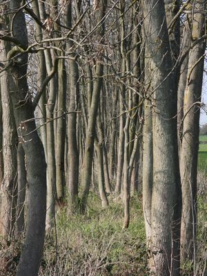 Fraxinus excelsior