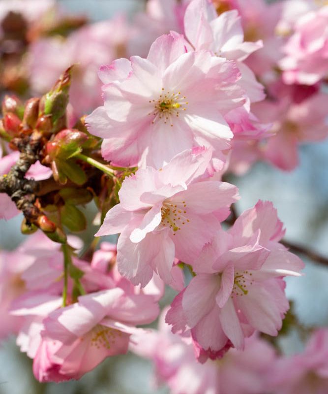 Prunus 'Beni-yutaka' 2