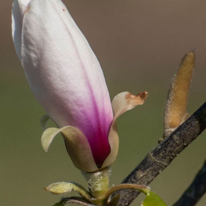 Magnolia 'Fireglow'