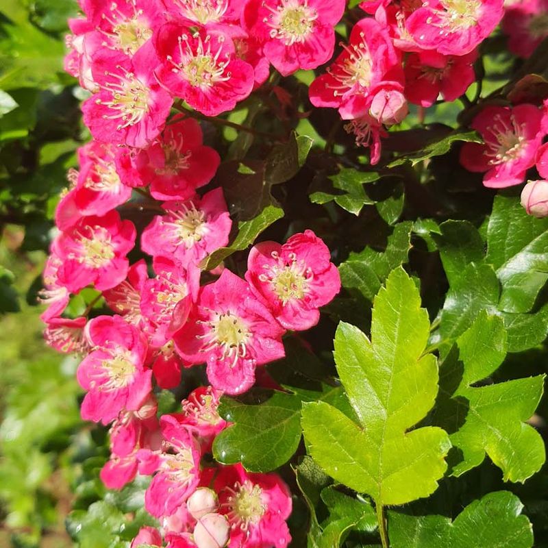 Crataegus x media 'Punicea' (Fuchsia Pink)