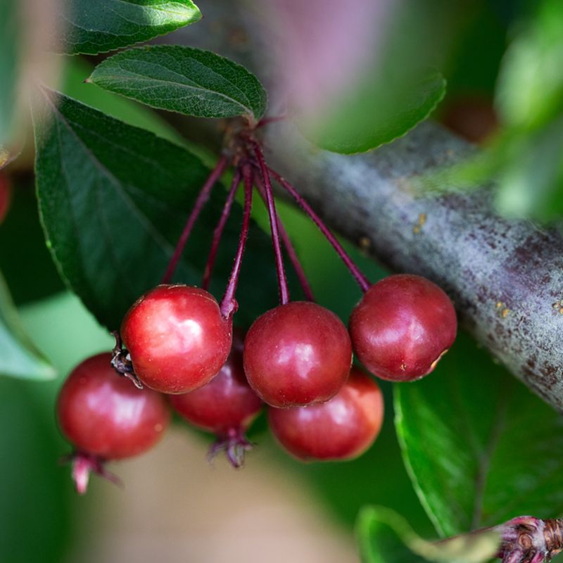 Malus ‘Candied Apple’
