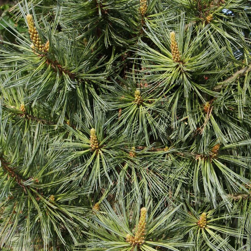 Pinus flexilis 'Firmament'