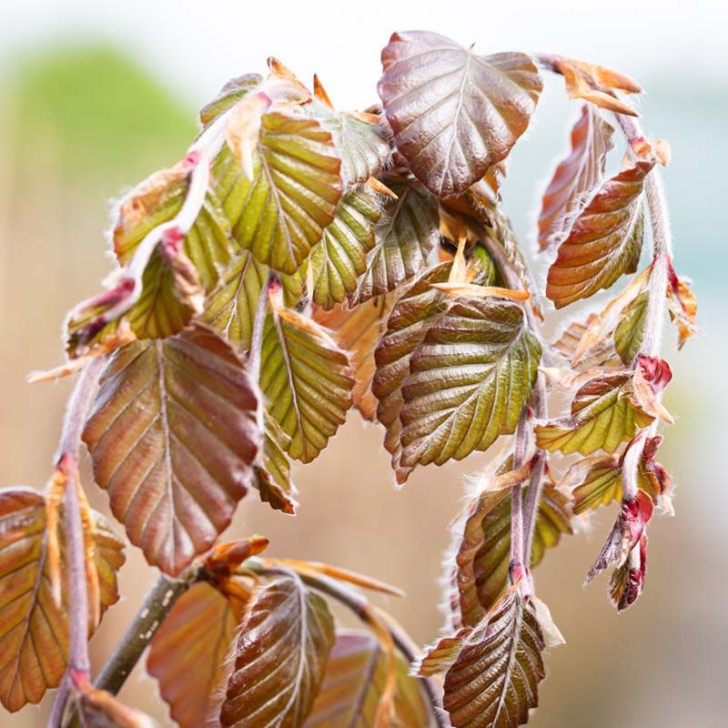 Fagus sylvatica 'Purple Fountain'