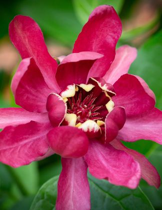 Calycanthus 'Aphrodite'