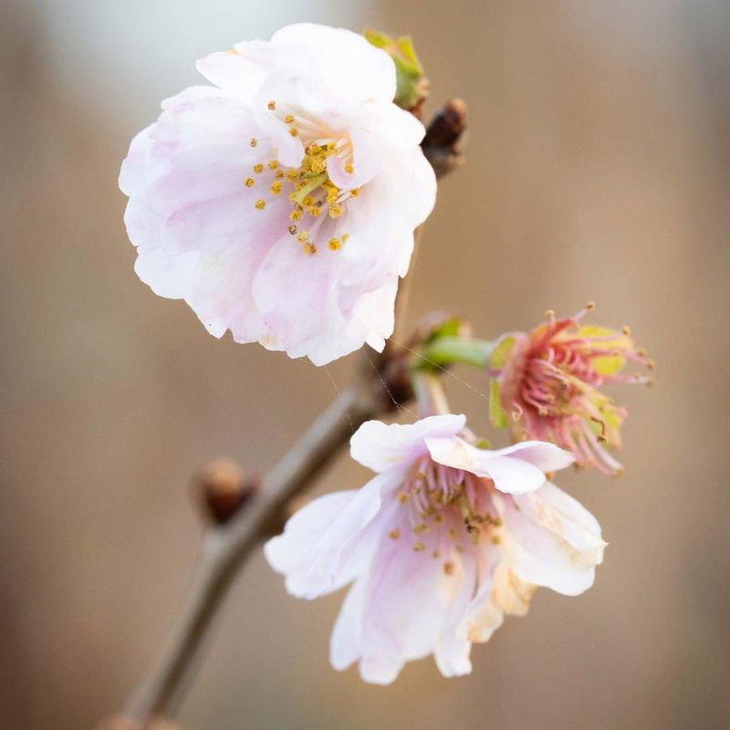 Prunus 'Hally Jolivette'