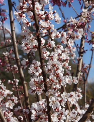 Prunus 'Trailblazer' 1