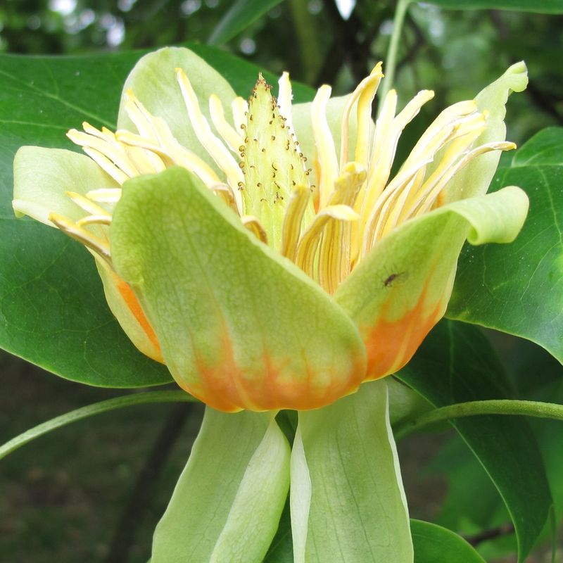 Liriodendron tulipifera