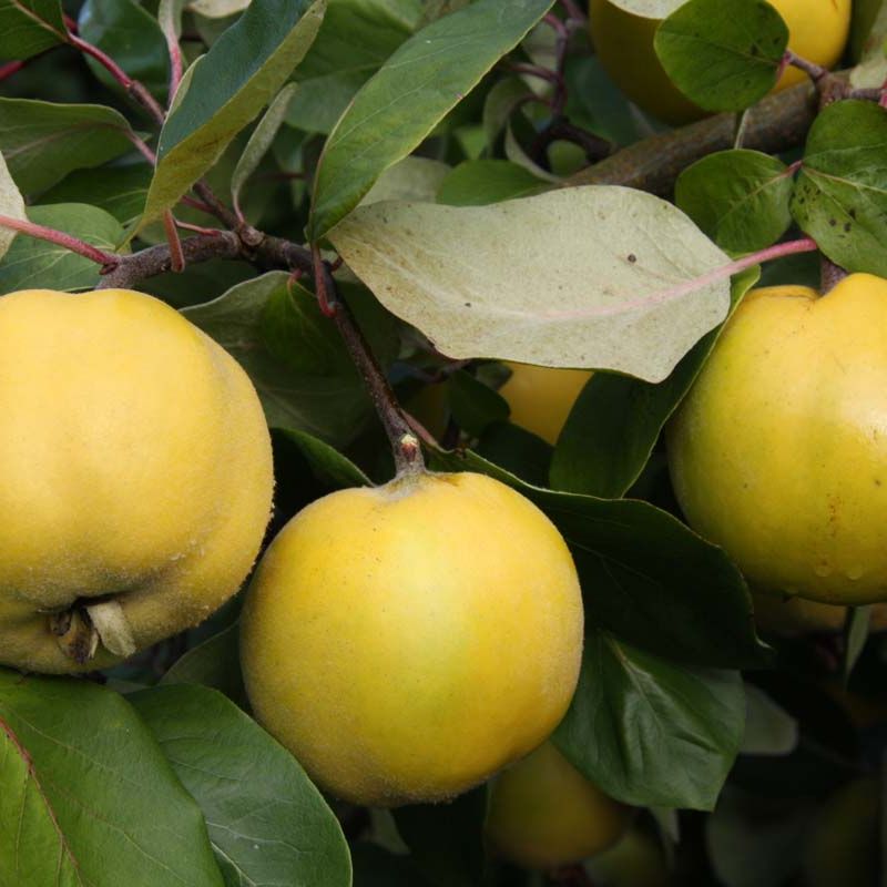 Quince Serbian Gold