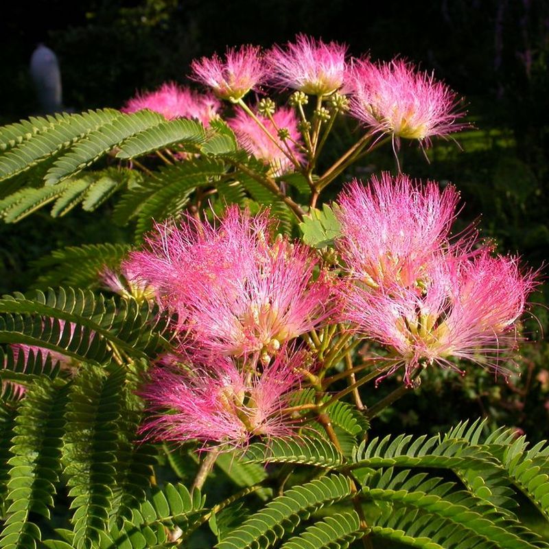 Albizia julibrissin 'Tropical Dream'