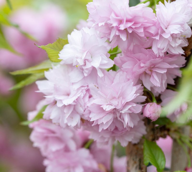 Prunus 'Kiku-shidare-zakura'