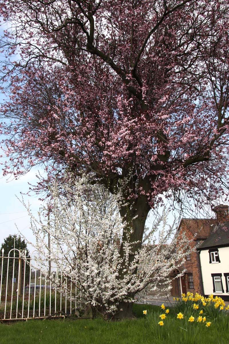 Tree Sucker