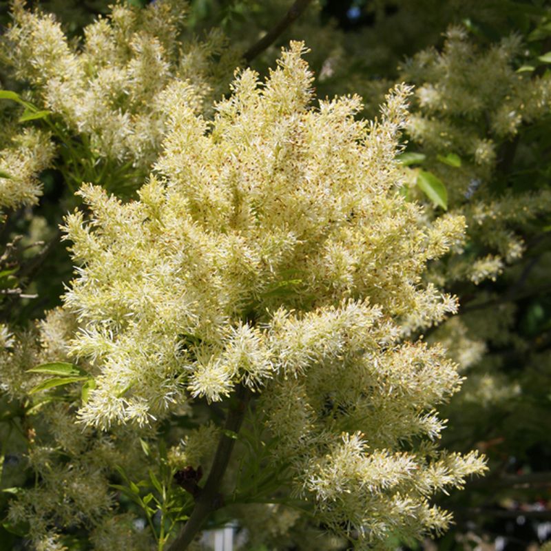 Fraxinus ornus 'Obelisk'®