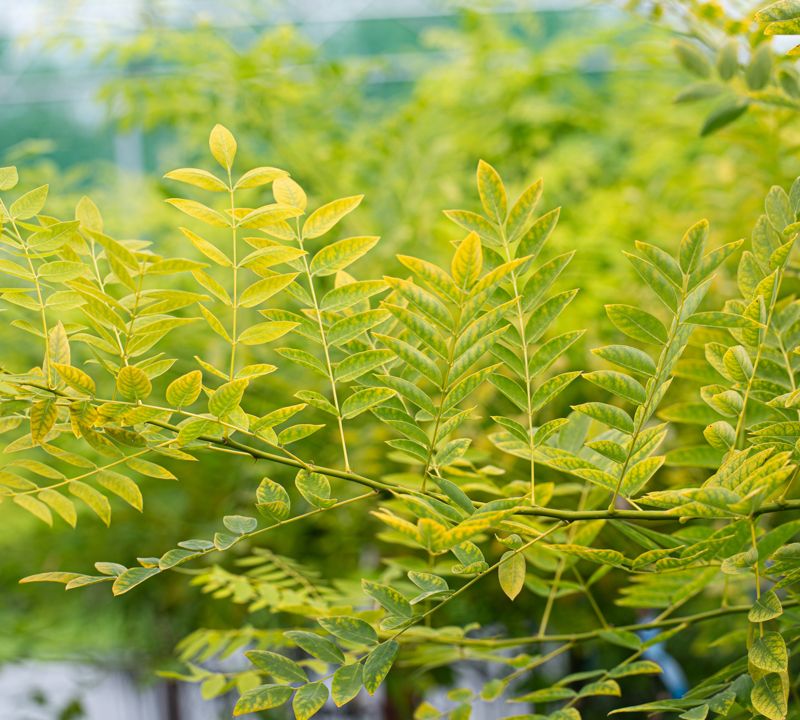 Sophora japonica 'Gold Standard'