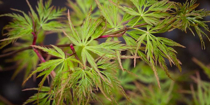 Fruit and Ornamental Trees for Sale