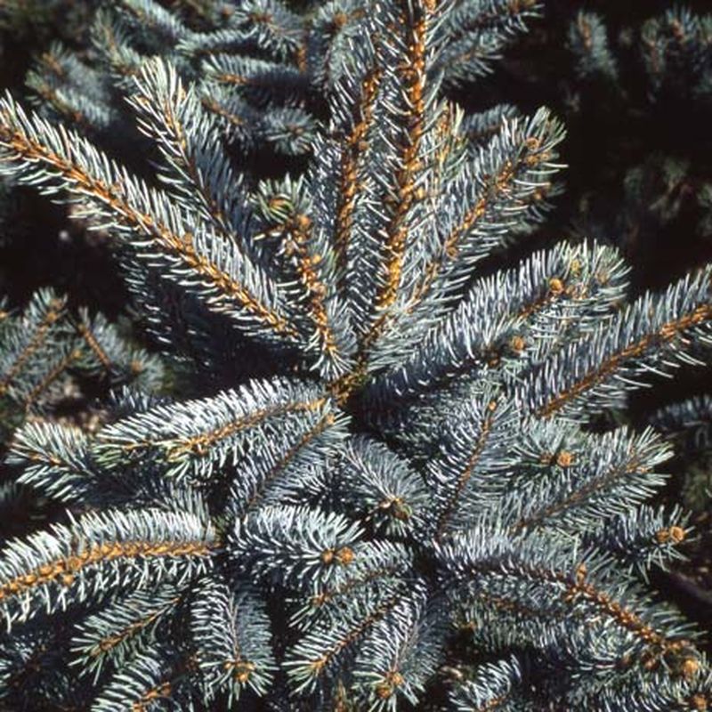 Picea pungens 'Hoopsii'