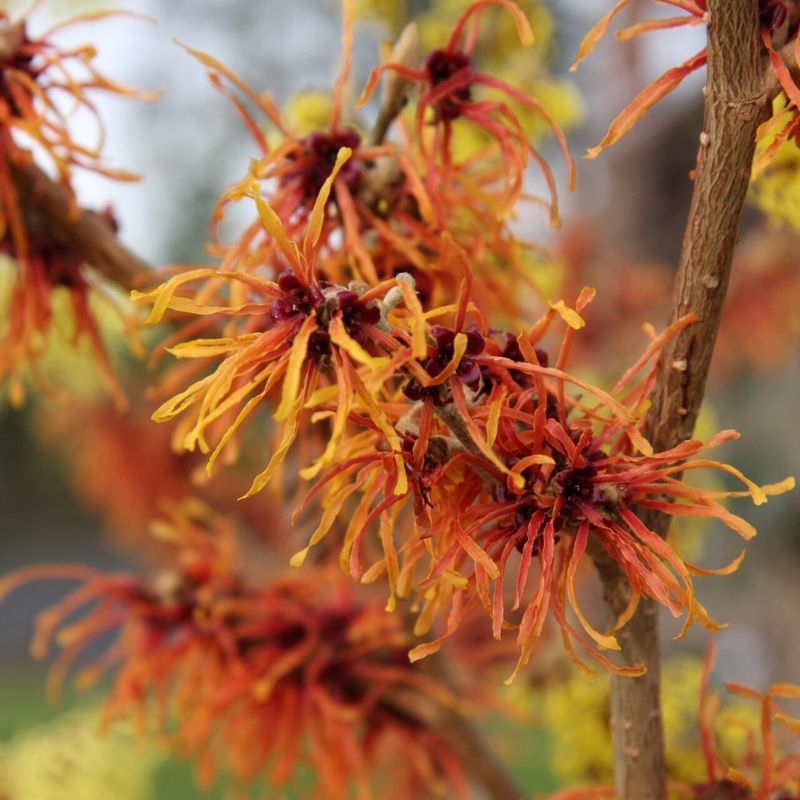 Trees for Autumn Colour 14