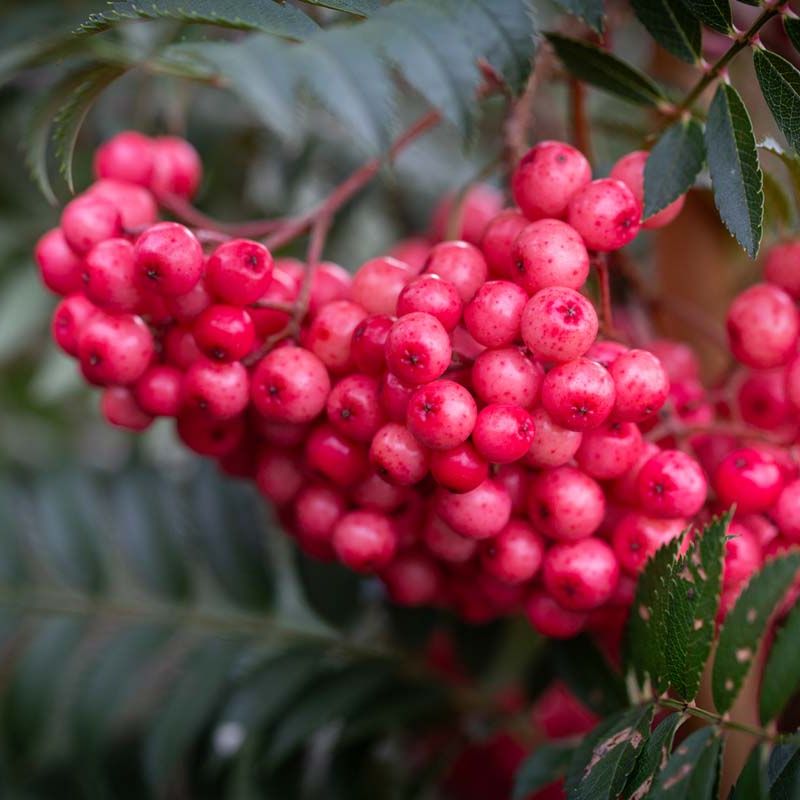 Sorbus 'Eastern Promise'