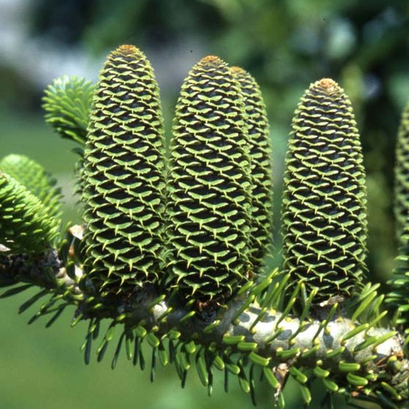 Abies koreana