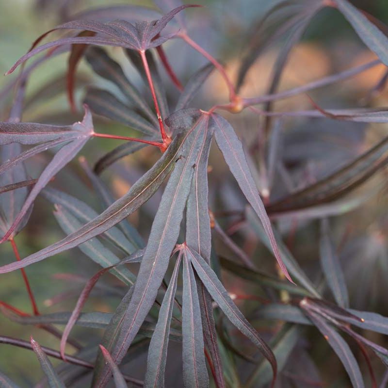 Acer palmatum 'Enkan'