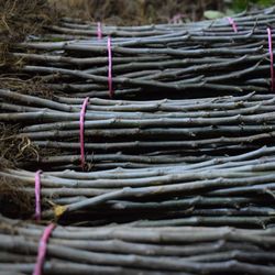 Rootstocks for Fruit 2