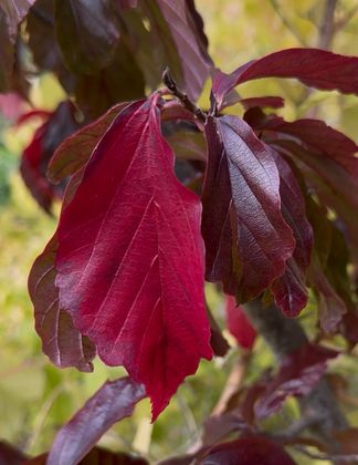 stress creating early autumn colour on foliage