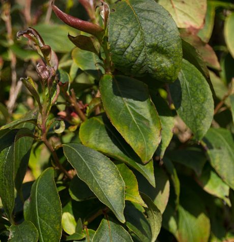 Stewartia rostrata