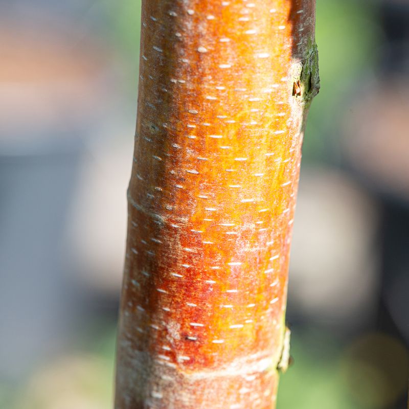 Betula utilis subsp. albosinensis 'Red Lady'