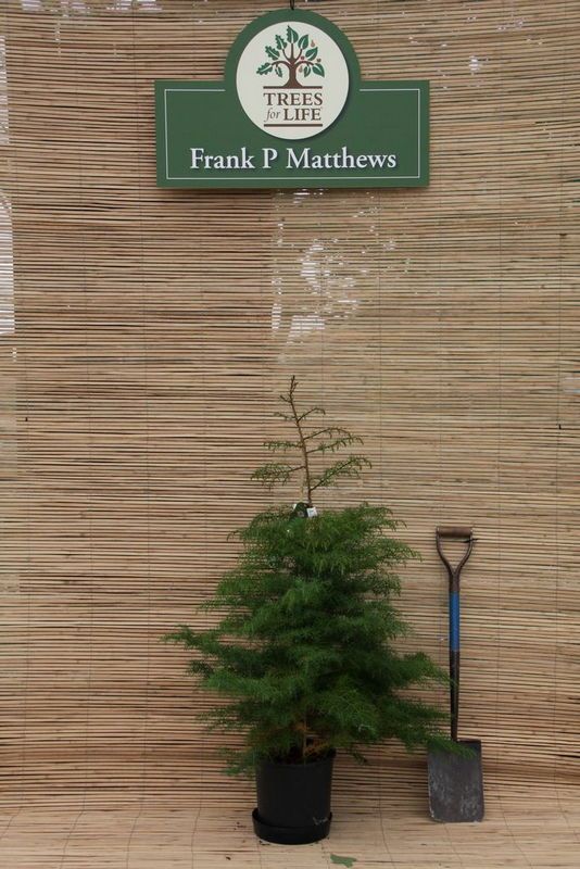 Cedrus deodara