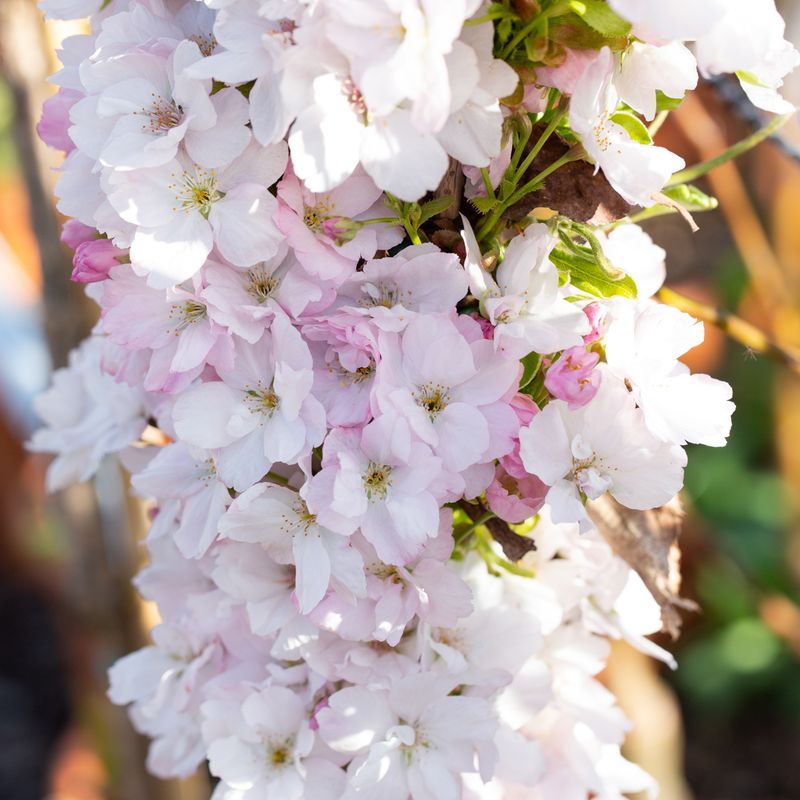 Prunus 'Amanogawa'