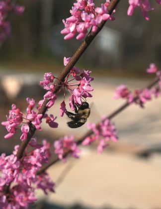 Cercis canadensis 'Hearts of Gold'®