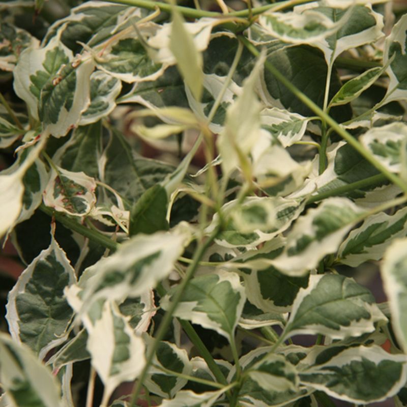 Cornus alternifolia 'Argentea'