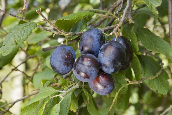 Damson Merryweather