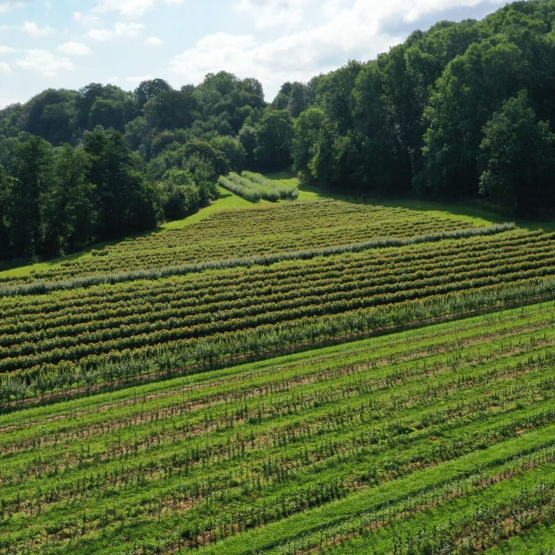 Agroforestry Projects 2