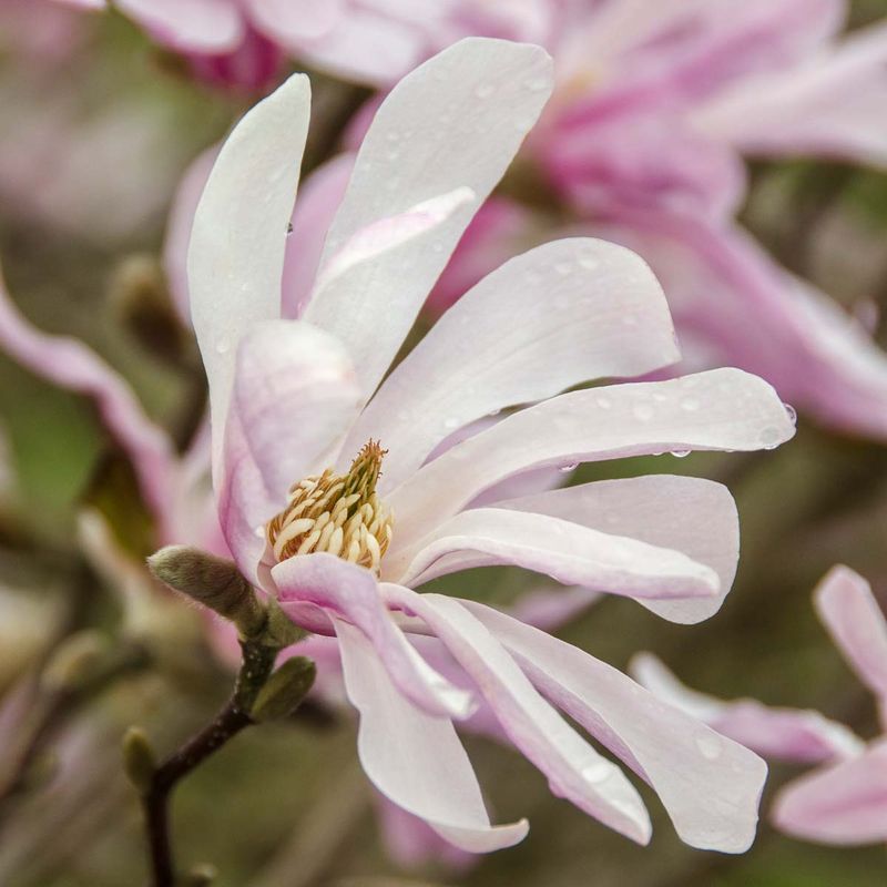 Magnolia 'Leonard Messel'