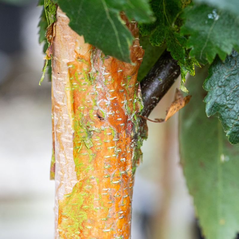 Betula utilis 'Edinburgh'