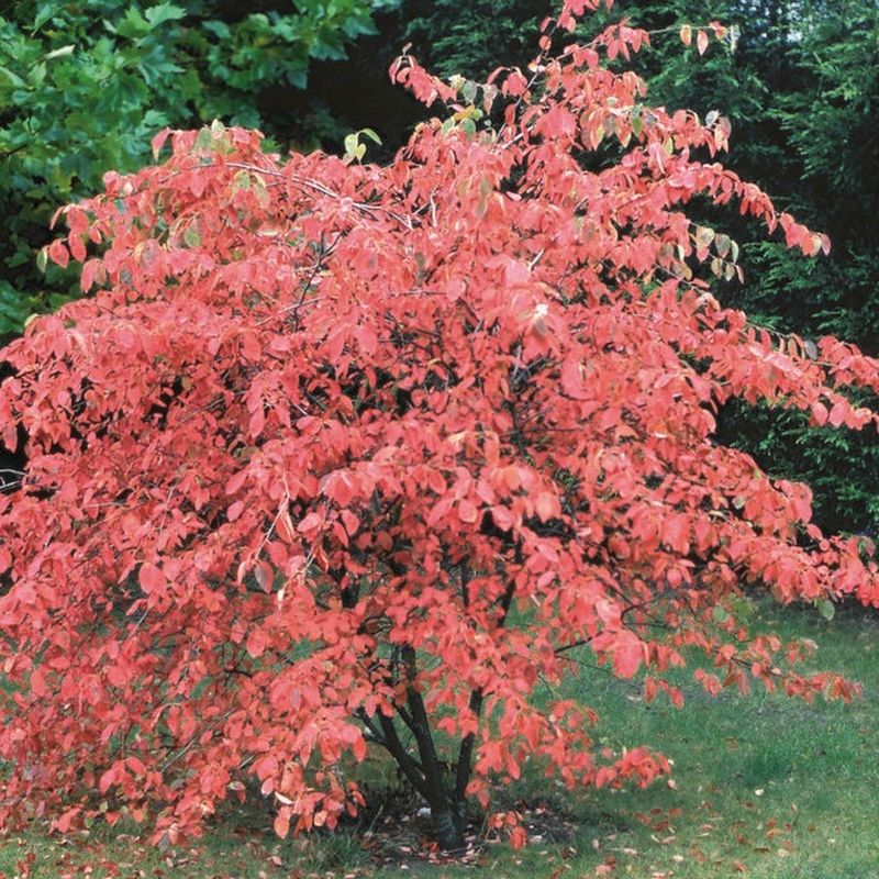 Amelanchier canadensis