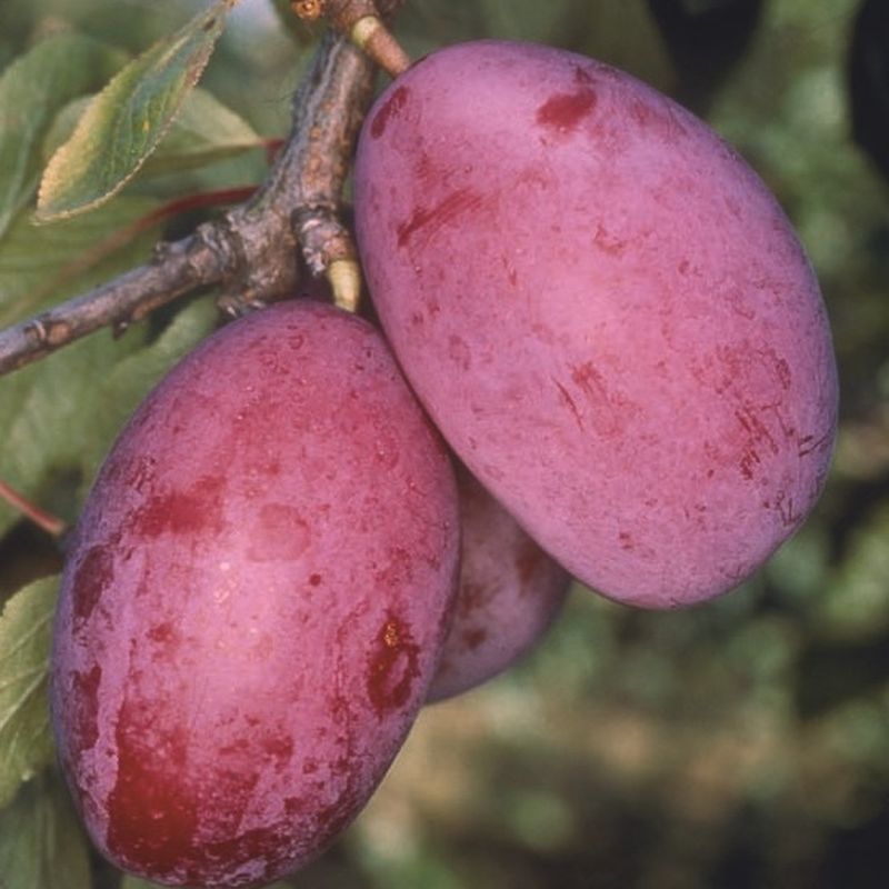 Giant Prune