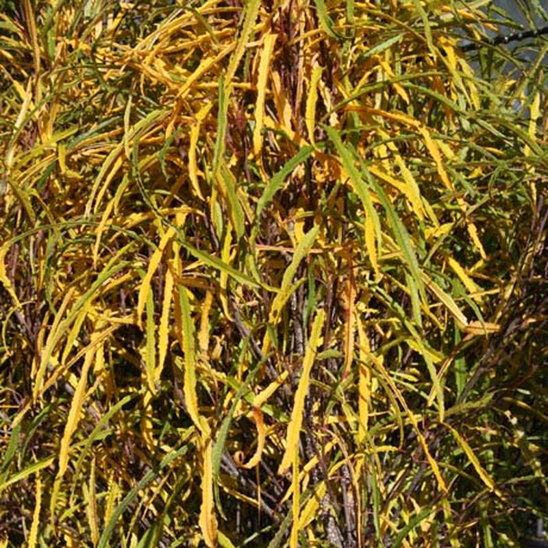 Rhamnus frangula 'Fine Line'