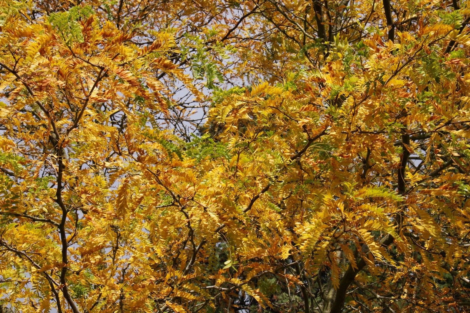 Gleditsia Sunburst