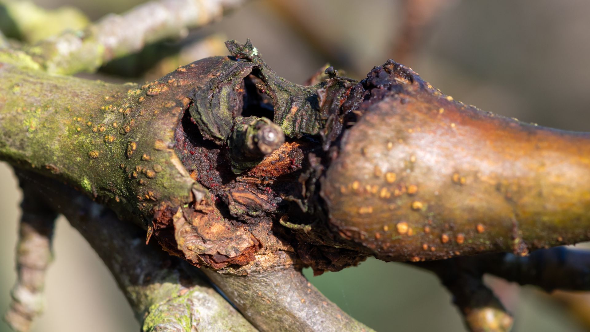 nectria canker
