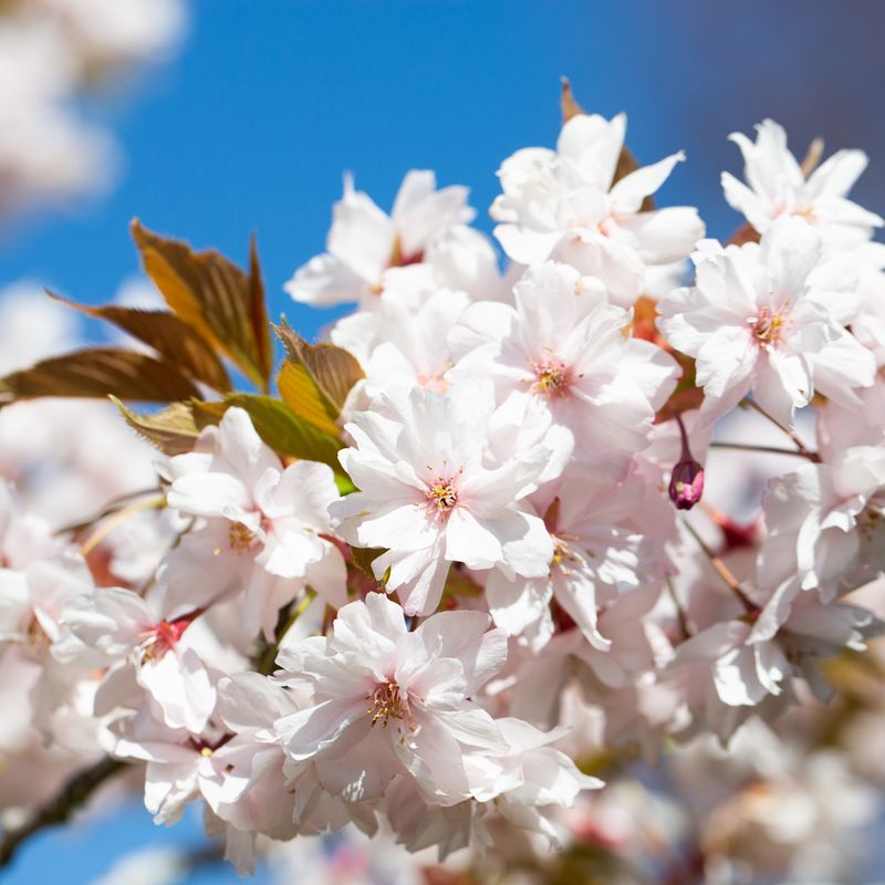 Prunus 'Horinji'